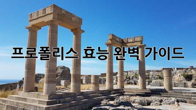 프로폴리스 효능: 완벽 가이드